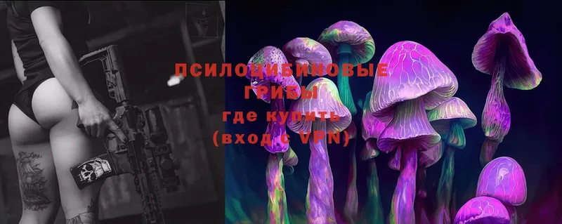 магазин продажи наркотиков  Новоузенск  Галлюциногенные грибы Magic Shrooms 